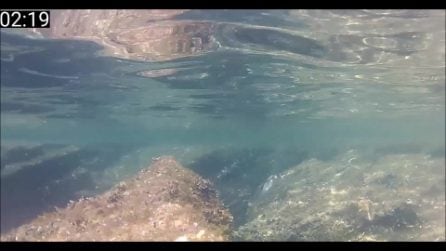 La strategia di caccia subacquea del marangone dal ciuffo