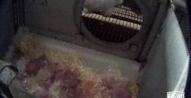 Le immagini shock da un allevamento intensivo di conigli