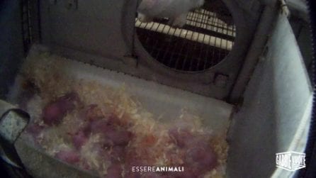 Le immagini shock da un allevamento intensivo di conigli