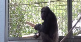 Lo scimpanzé Ayumu mentre suona e "canta"