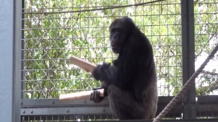 Lo scimpanzé Ayumu mentre suona e "canta"