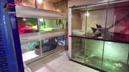 rettili pericolosi sequestrati a Sannicandro