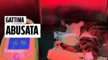 Gattina stuprata a Roma: caccia al responsabile. L'appello dei volontari: "Chi ha visto parli"