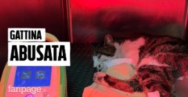 Gattina stuprata a Roma: caccia al responsabile. L'appello dei volontari: "Chi ha visto parli"