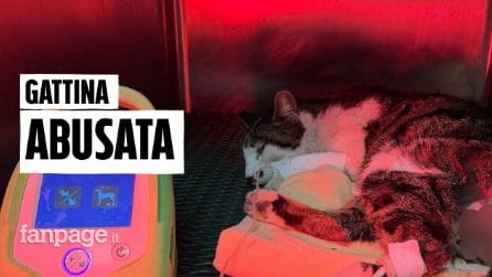 Gattina stuprata a Roma: caccia al responsabile. L'appello dei volontari: "Chi ha visto parli"