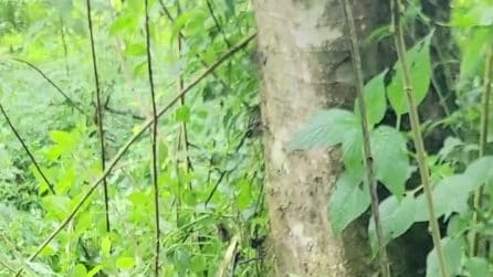 I gemelli di gorilla nati in Congo