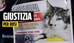 Roma, il quartiere Tor Tre Teste scende in piazza per la gattina Rosi: "Non restiamo in silenzio"