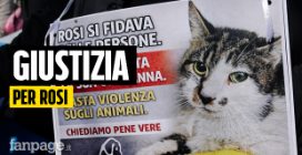 Roma, il quartiere Tor Tre Teste scende in piazza per la gattina Rosi: "Non restiamo in silenzio"