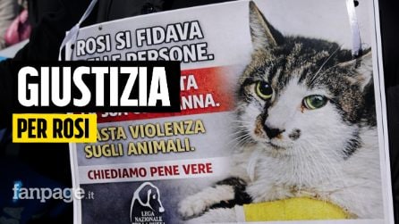 Roma, il quartiere Tor Tre Teste scende in piazza per la gattina Rosi: "Non restiamo in silenzio"