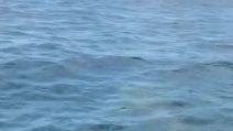 Grosso squalo avvistato a Maiorca