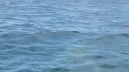 Grosso squalo avvistato a Maiorca