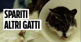 Non solo lo stupro della gattina Rosi, nel quartiere Tor Tre teste a Roma sono spariti altri randagi