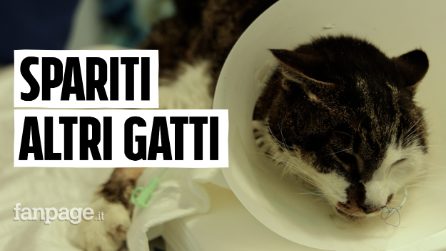 Non solo lo stupro della gattina Rosi, nel quartiere Tor Tre teste a Roma sono spariti altri randagi