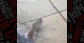 Gli scoiattoli che fumano la sigaretta elettronica