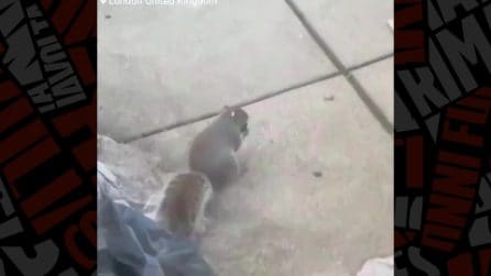 Gli scoiattoli che fumano la sigaretta elettronica