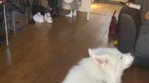 Il cane Luna ulula al ritmo di musica