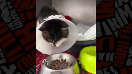 La gatta Rosi "è fuori pericolo"