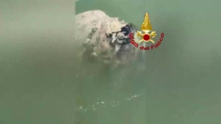 Pesce luna recuperato a Venezia