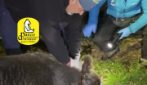 Orso marsicano liberato da un laccio in Abruzzo