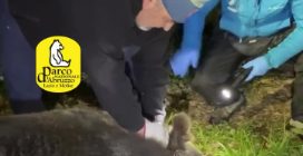 Orso marsicano liberato da un laccio in Abruzzo