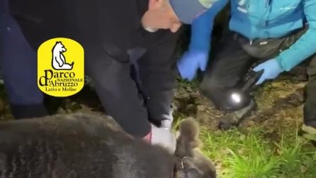 Orso marsicano liberato da un laccio in Abruzzo