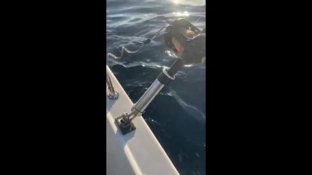 Squalo colpisce imbarcazione da diporto vicino a Gallipoli, il video ripreso dai pescatori a bordo