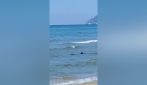 Squalo in mare a Terracina, l’animale si avvicina alla riva: paura tra i bagnanti