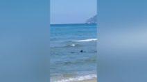 Squalo in mare a Terracina, l’animale si avvicina alla riva: paura tra i bagnanti