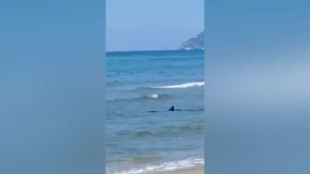 Squalo in mare a Terracina, l’animale si avvicina alla riva: paura tra i bagnanti