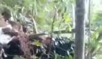 Elicottero precipita in Indonesia, 8 morti: il video dei rottami dopo lo schianto