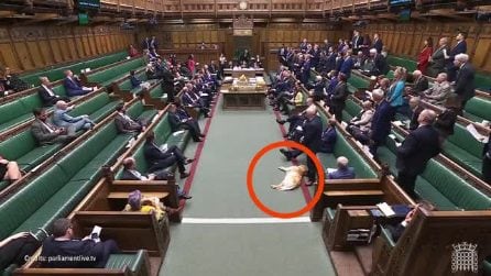Un cane dorme nel Parlamento britannico durante i lavori in aula
