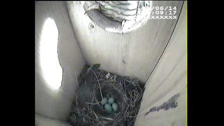 Un cuculo depone l'uovo in un nido di codirosso comune