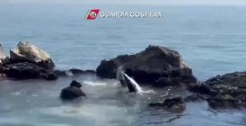 Squalo verdesca salvata nelle Marche