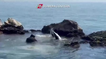 Squalo verdesca salvata nelle Marche