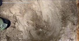 Coccodrillo nano africano nato al parco Natura Viva