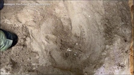 Coccodrillo nano africano nato al parco Natura Viva