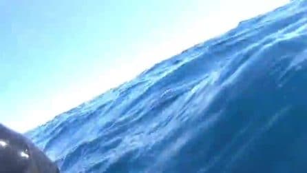 Cicogne in volo sul mare di Taranto