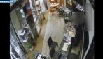 Rapinavano gioiellerie fingendosi clienti, bottino da quasi un milione di euro: sette arresti a Roma