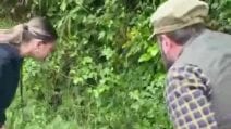 Undici piccoli anatroccoli di smergo maggiore salvati in Piemonte