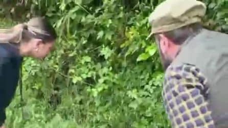 Undici piccoli anatroccoli di smergo maggiore salvati in Piemonte
