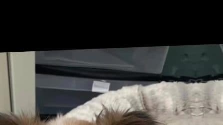 snapsave-app_992588066654033_hd