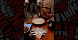 Il video dell'attivista portata via dalla polizia mentre fa colazione in un bar a Mantova