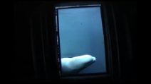 Natasha la beluga e lo specchio