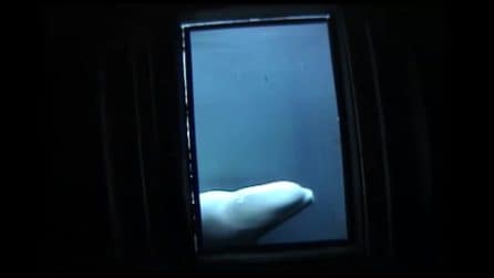 Natasha la beluga e lo specchio