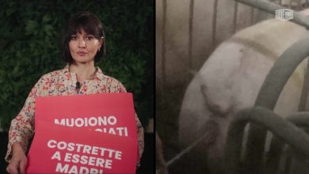 chiara pavan-gabbie vuote-orrizzontale-essere animali