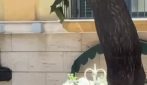Sorrento, gli sposi attraversano il centro su una carrozza-zucca come in Cenerentola