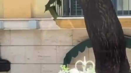 Sorrento, gli sposi attraversano il centro su una carrozza-zucca come in Cenerentola