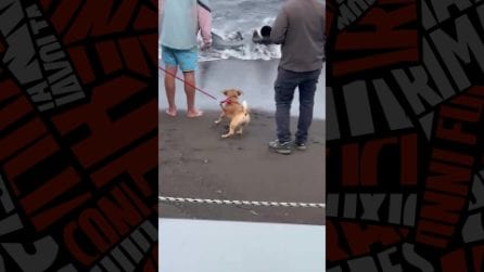 Procida, manta viva a riva tra Ciraccio e Chiaiolella: intervento della Guardia Costiera