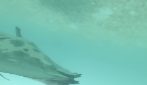 Remora si infila nella cloaca di una manta