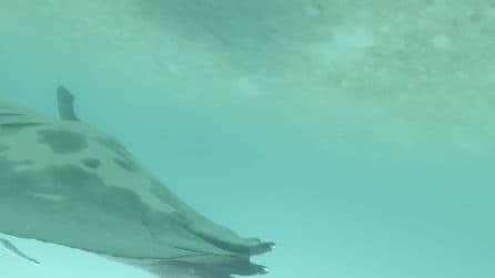 Remora si infila nella cloaca di una manta